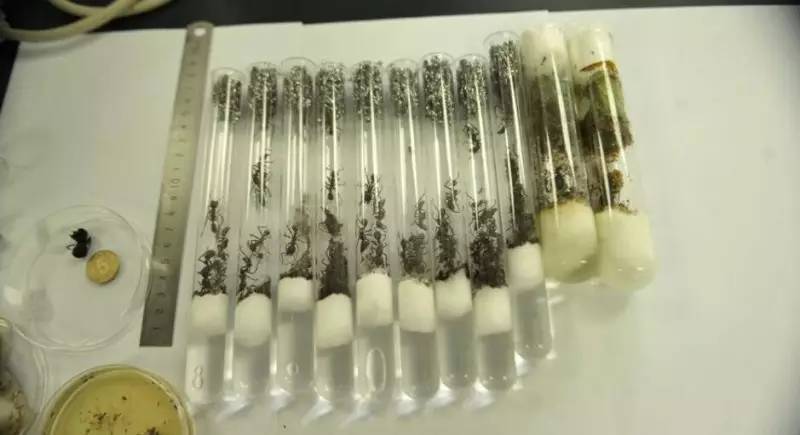 海淘天价蚂蚁｜万一被咬剧烈疼痛，就像赤脚走在火炭上、铁钉扎入脚后跟！