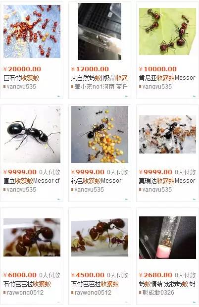 海淘天价蚂蚁｜万一被咬剧烈疼痛，就像赤脚走在火炭上、铁钉扎入脚后跟！