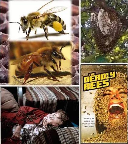 海淘天价蚂蚁｜万一被咬剧烈疼痛，就像赤脚走在火炭上、铁钉扎入脚后跟！