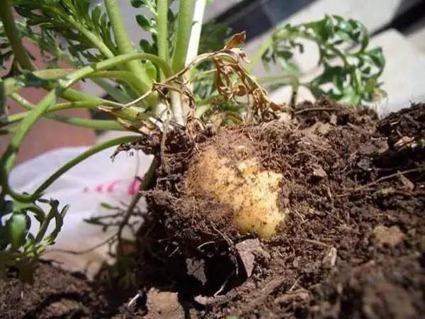 丽江玛咖是最好的吗,云南丽江玛咖哪个是正宗的