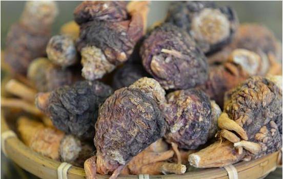 丽江玛咖是最好的吗,云南丽江玛咖哪个是正宗的