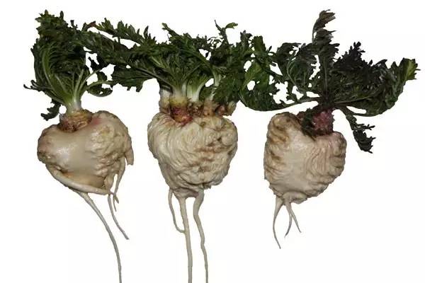 丽江玛咖是最好的吗,云南丽江玛咖哪个是正宗的