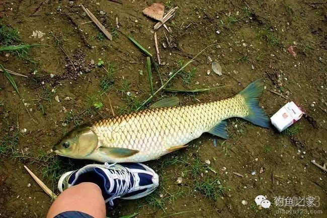 水库传统钓钓鱼技巧,钓水库鱼的技巧和方法