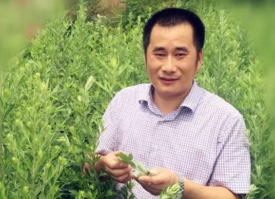 蕲艾文化节专题④▏是这些人敬艾为宝，才让蕲艾成为传奇！