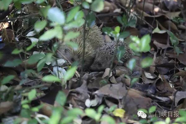 小区里发现一只刺猬,小区发现一只刺猬