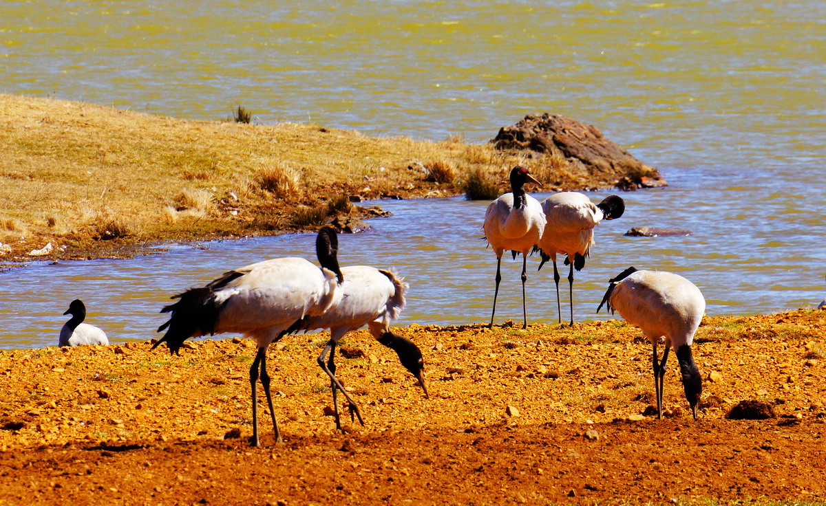 张家界到重庆自驾游攻略及费用,西安到张家界到重庆旅游攻略