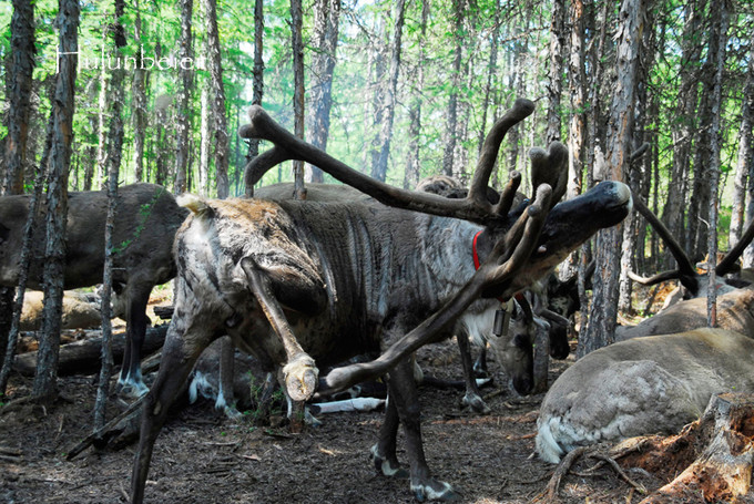 呼伦贝尔拍照攻略,呼伦贝尔美景拍照