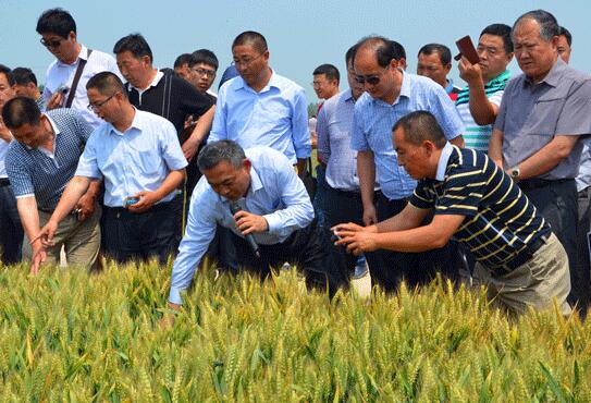 尿素销售前景怎么样,尿素为什么越来越便宜