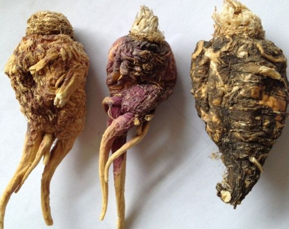 云南什么地方的玛卡最好,玛咖辨别