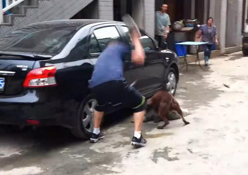 比特犬撕咬萨摩耶，主人屡次狠打比特犬，眼看就要置萨摩耶于死地