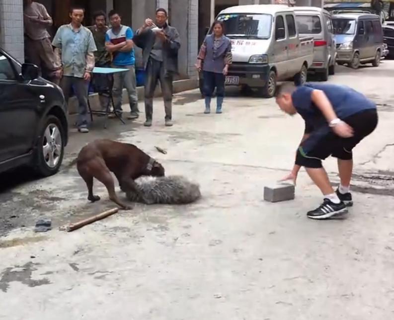 比特犬撕咬萨摩耶，主人屡次狠打比特犬，眼看就要置萨摩耶于死地