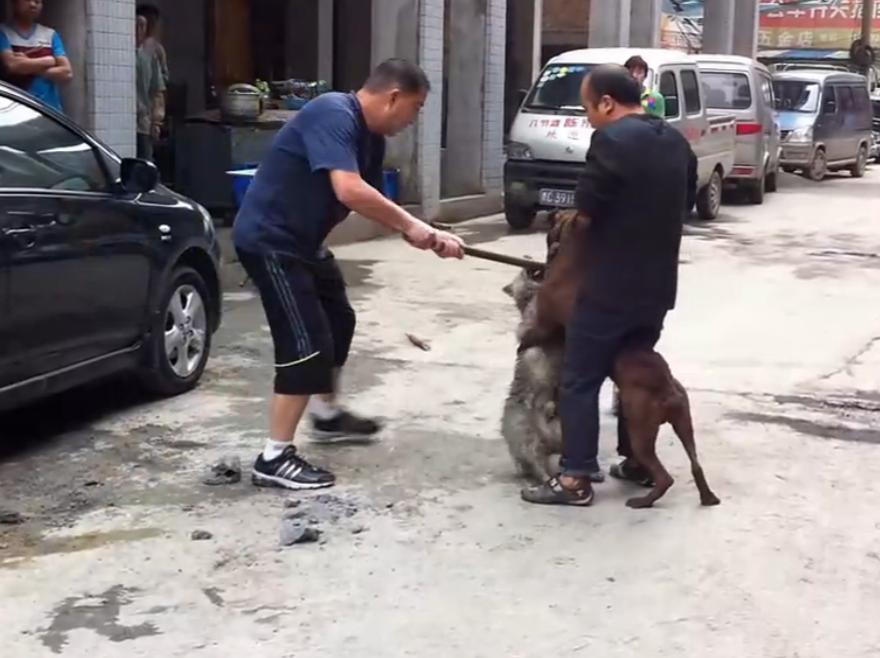 比特犬撕咬萨摩耶，主人屡次狠打比特犬，眼看就要置萨摩耶于死地