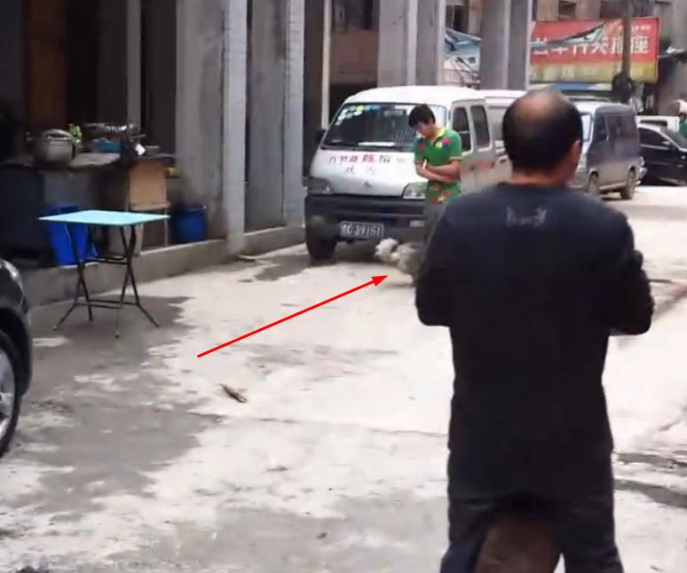 比特犬撕咬萨摩耶，主人屡次狠打比特犬，眼看就要置萨摩耶于死地