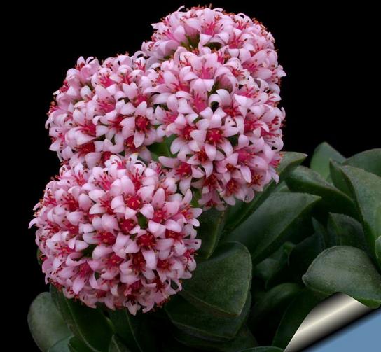 多肉开花了以后怎么处理,多肉开花枯了怎么办