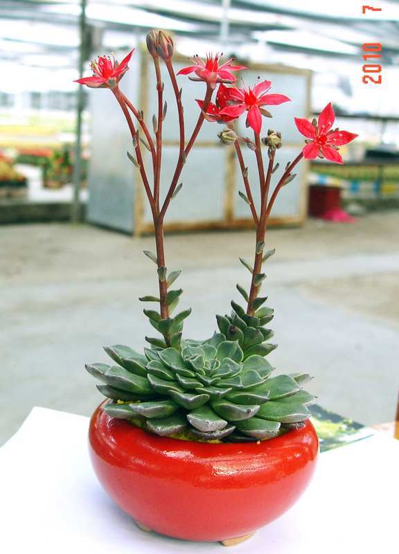 多肉开花了以后怎么处理,多肉开花枯了怎么办