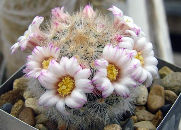 多肉开花了以后怎么处理,多肉开花枯了怎么办