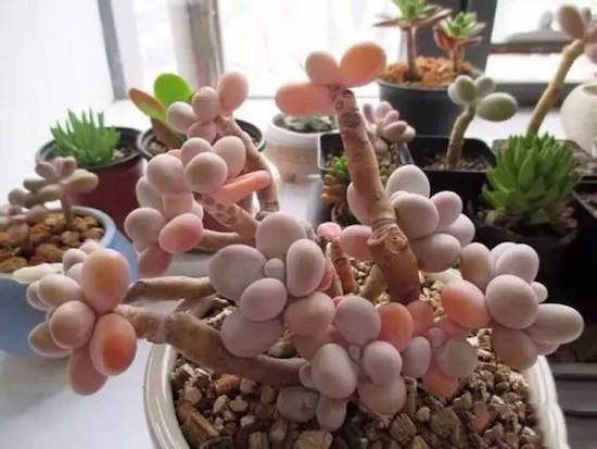 奶酪多肉新手夏天好养吗,奶酪多肉的养殖方法