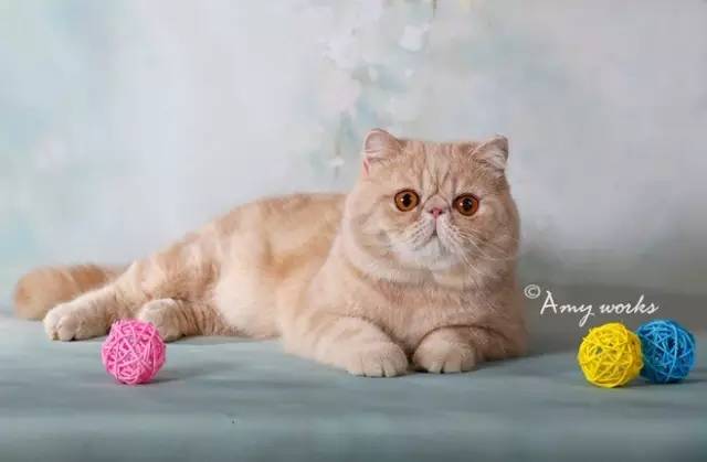 趣说猫历史|原来所有猫咪中性格最好的是你呀！