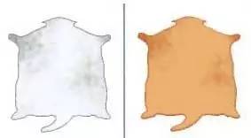 趣说猫历史|原来所有猫咪中性格最好的是你呀！