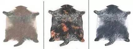 趣说猫历史|原来所有猫咪中性格最好的是你呀！