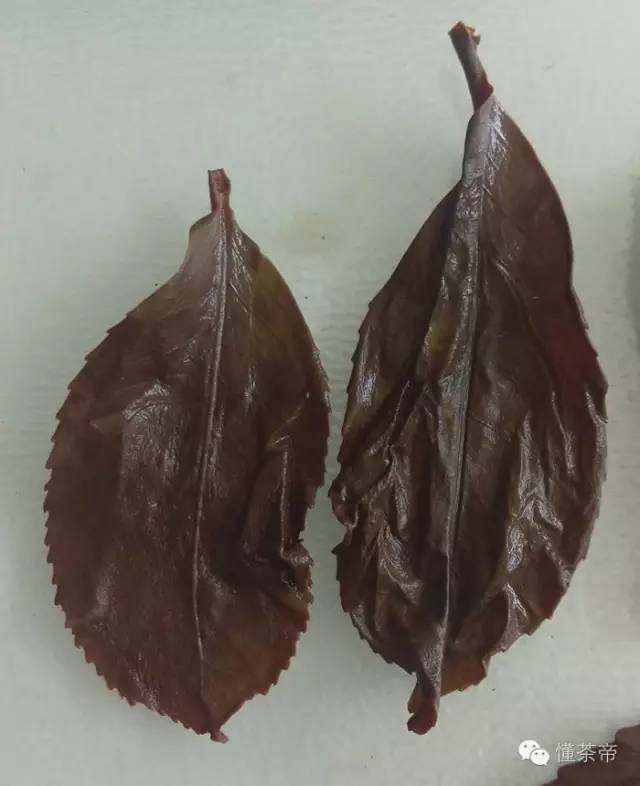 老挝古树茶是不是普洱茶类的,老挝普洱古树茶品质怎么样