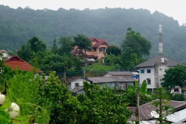 老挝古树茶是不是普洱茶类的,老挝普洱古树茶品质怎么样