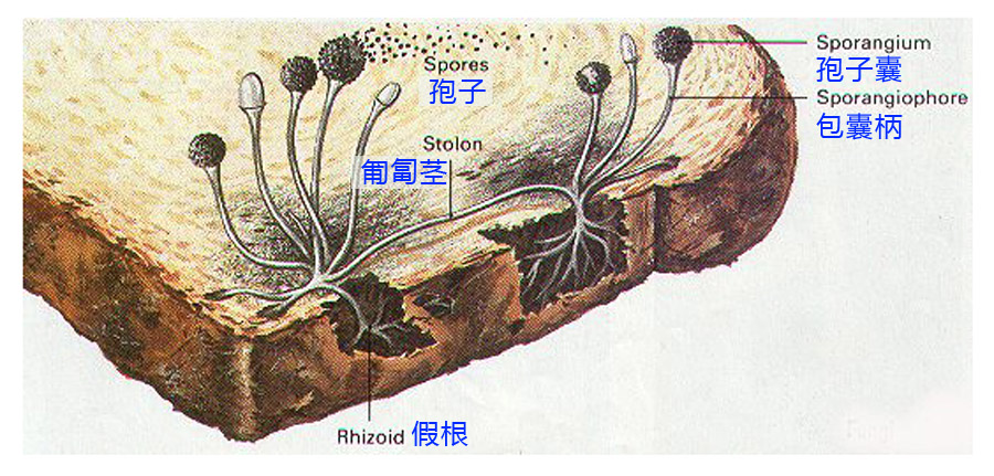 饭前慎入：不怕恶评如潮！揭秘“空调几年不洗就少活几年？”