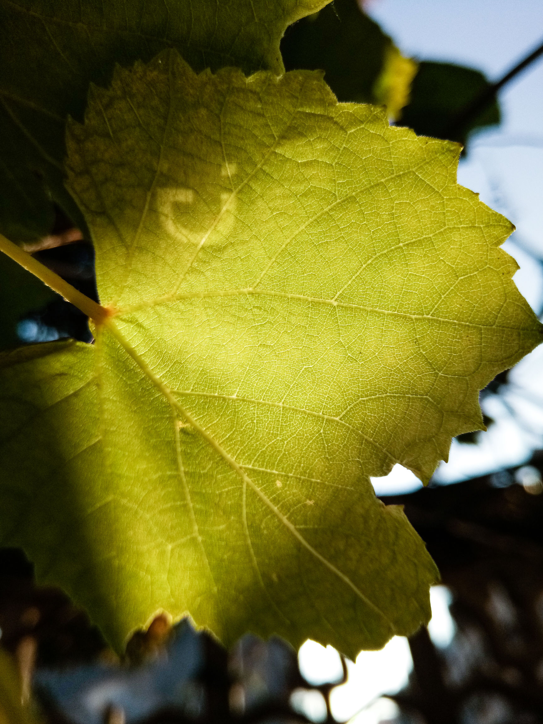 金立s6pro价格,金立s6pro全网通价格