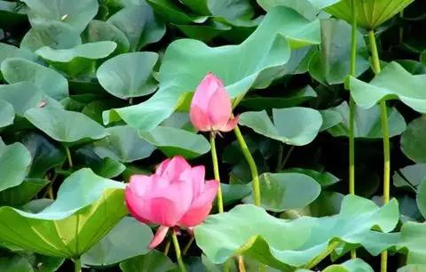 苏州5月还有假期吗,苏州人不过年吗