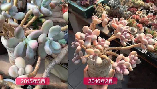 奶酪多肉新手夏天好养吗,奶酪多肉的养殖方法