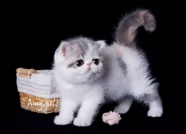 趣说猫历史|原来所有猫咪中性格最好的是你呀！