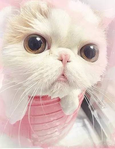 趣说猫历史|原来所有猫咪中性格最好的是你呀！