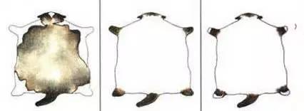 趣说猫历史|原来所有猫咪中性格最好的是你呀！