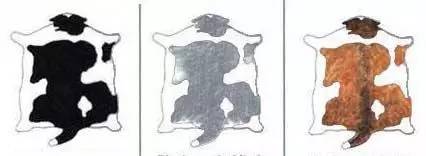 趣说猫历史|原来所有猫咪中性格最好的是你呀！