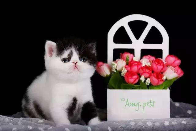 趣说猫历史|原来所有猫咪中性格最好的是你呀！