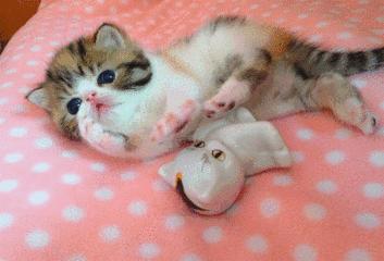 趣说猫历史|原来所有猫咪中性格最好的是你呀！