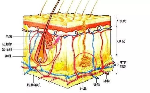 激光脱毛毛发比较旺盛要脱几次,激光脱毛要几次才能干净