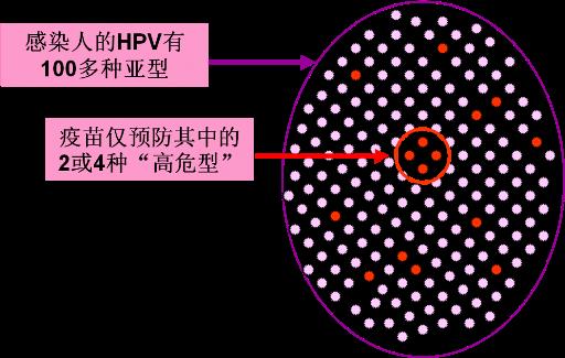hpv常见问题和解决讲解,hpv常见问题及解决方法