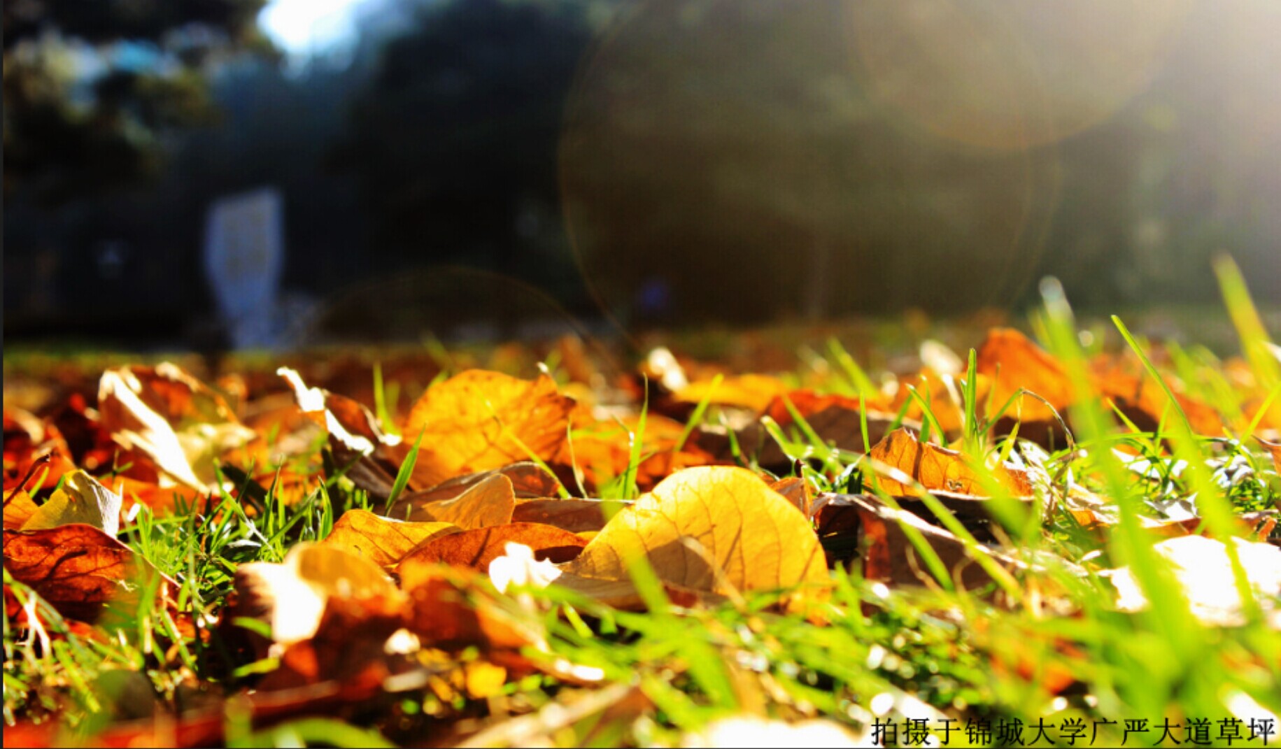 川大锦城好不好,选择四川大学的理由200字