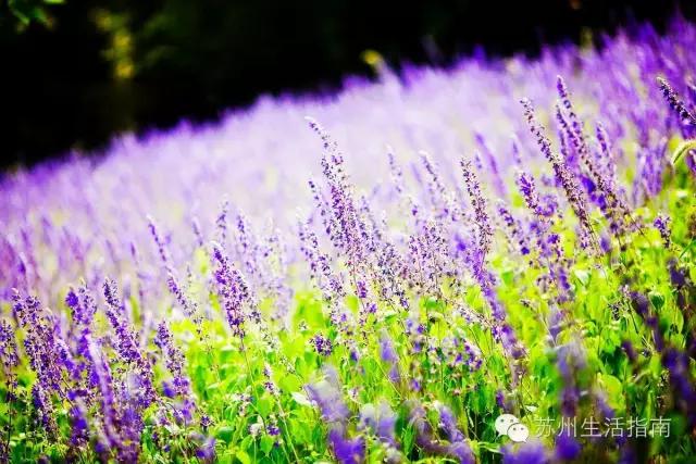 苏州5月还有假期吗,苏州人不过年吗