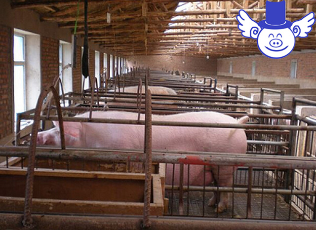 哪种方法养猪最省钱,最好的养猪方法是什么呢