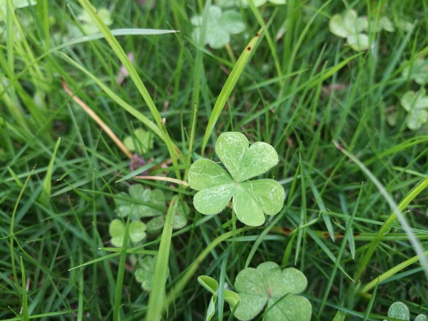 华为p系列对比苹果手机,华为p40pro和苹果xs哪个好