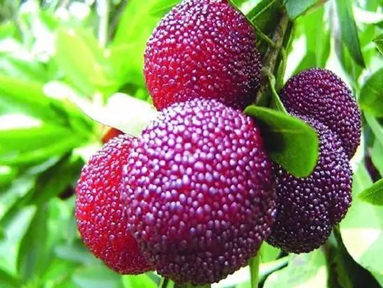 苏州什么地方的杨梅好吃,杨梅是苏州东山的好还是西山的好