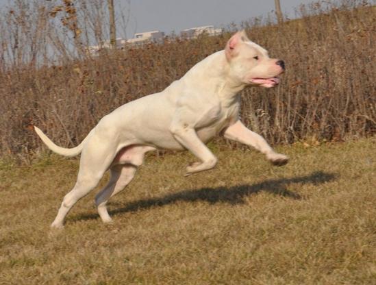 杜高犬训练注意事项,杜高犬怎么训练