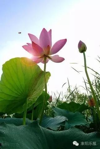 淮阳：书记倾情抒淮阳，陈风楚韵荷花香！