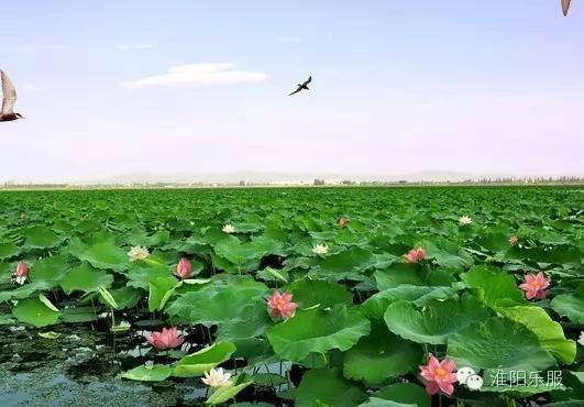 淮阳:书记倾情抒淮阳,陈风楚韵荷花香!