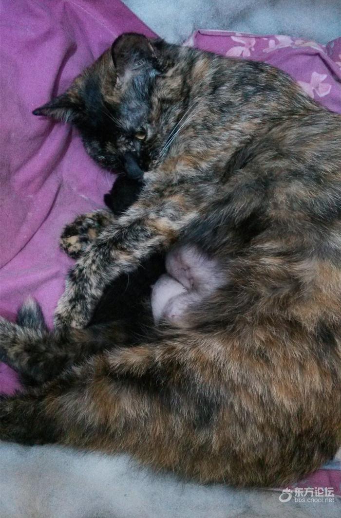 母猫难产死了什么样,母猫难产死亡原因