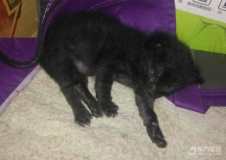 母猫难产死了什么样,母猫难产死亡原因