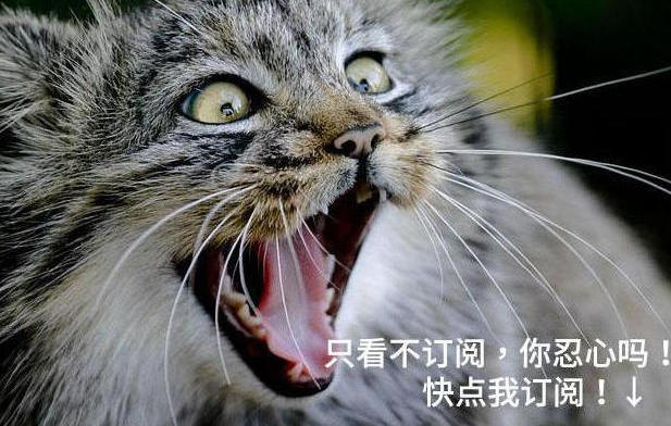 猫咪竟然也能喝酒,猫咪可以喝猫喝的酒吗