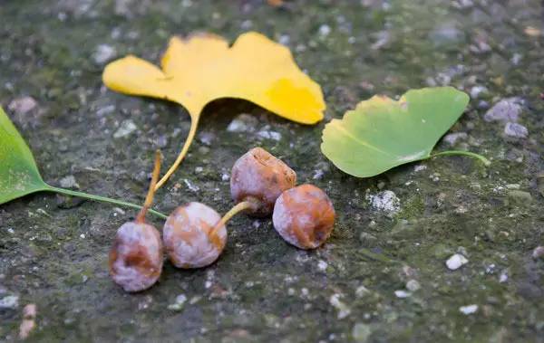 白果以种子入药吗,公白果树果子能吃吗